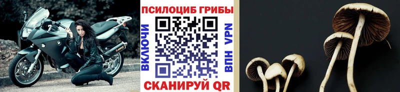 mega ССЫЛКА  Крымск  Галлюциногенные грибы Psilocybe 